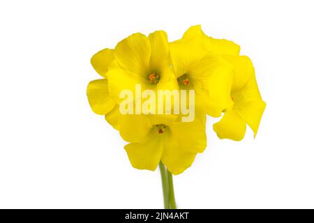 Yellow Oxalis pes-caprae, Bermuda buttercup or African wood-sorrel flowers, close up. Oxalis pes-caprae, citrus is a species of herbaceous plant of th Stock Photo