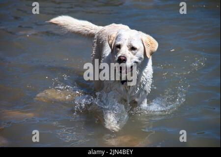 Golden retriever playing in water Stock Photo