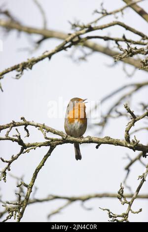 European robin Erithacus rubecula, adult male perched on branch, singing, Suffolk, England, September Stock Photo