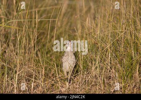 Common pheasant Phasianus colchicus, chick standing in grassland, Suffolk, England, August