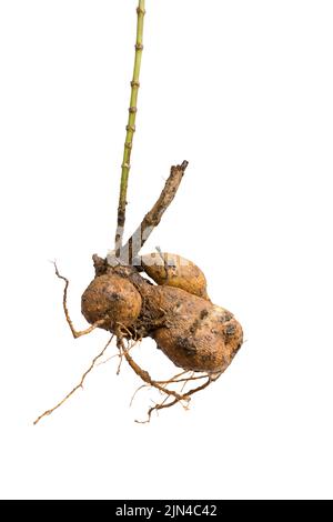 fresh dahlia tubers or bulbs, tuberous root of dahlia plant, ready for planting, isolated on white background Stock Photo