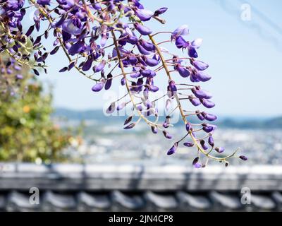 Purple wisteria flowers blooming in a Japanese garden near Kiyotakiji, temple 35 of Shikoku pilgrimage - Kochi, Japan Stock Photo