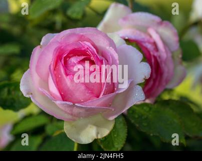 'Eden Rose, MEIviolin, Pierre de Ronsard, Eden Rose 85' Climbing Rose, Klätterros (Rosa) Stock Photo