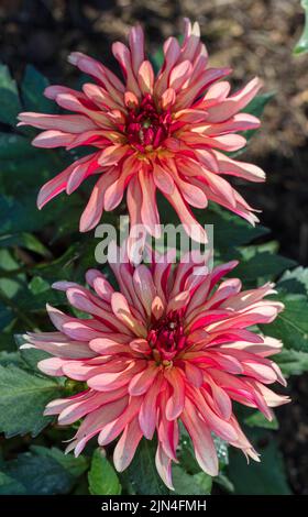 'Gallery Art Deco' Formal Decorative Dahlia, Dekorativdahlia (Dahlia x Hortensis) Stock Photo