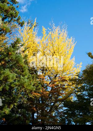 Golden ginkgo tree on the grounds of Suwa Taisha Shimosha Akimiya in autumn - Suwa Grand Shrine, Nagano prefecture, Japan Stock Photo