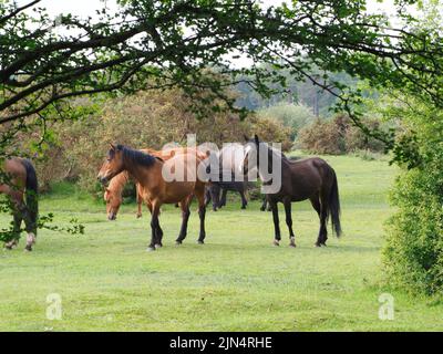 A group of brown horses wandering in the park in England Stock Photo