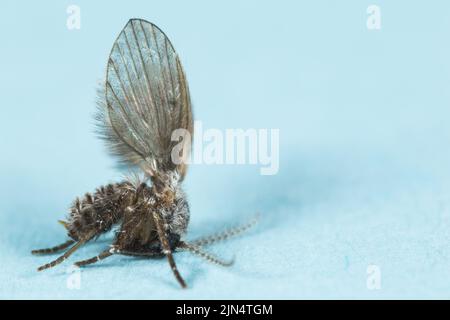 Drain fly (Clogmia albipunctata) Stock Photo