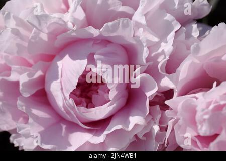 Pink peony macro,  petals of a pink peony flower. Banner. Blooming peonies with a double flower texture. Pale pink blooming. Close-up of flowers. Deli Stock Photo