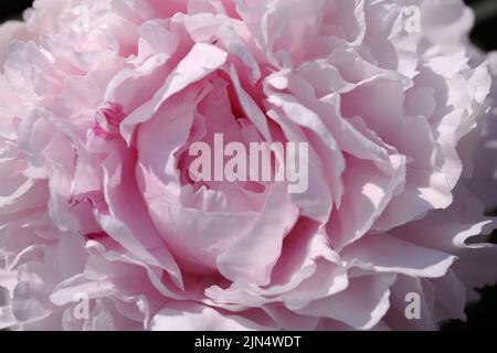 Close-up. Pink peony macro,  petals of a pink peony flower. Banner. Blooming peonies with a double flower texture. Pale pink blooming. Delicate abstra Stock Photo