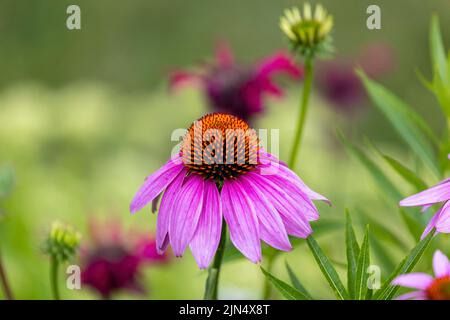 Flowers which are commonly called coneflowers (Echinacea).  The pale purple coneflower, a threatened species in Wisconsin, is a native species Stock Photo