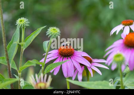 Flowers which are commonly called coneflowers (Echinacea).  The pale purple coneflower, a threatened species in Wisconsin, is a native species Stock Photo