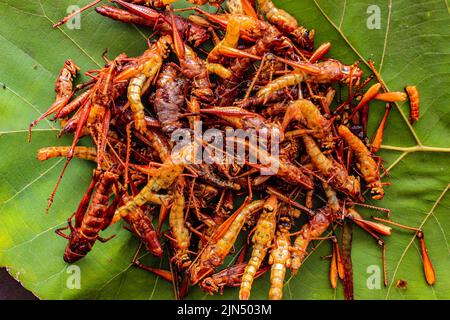 fried grasshopper or belalang goreng is traditional food from southeast asia, served with sambal, onion, garlic, chili on wood background Stock Photo