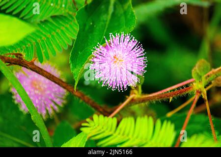 mimosa plant, sensitive plant or putri malu or sleepy plant (Mimosa pudica) on park flower of sensitive plan Stock Photo