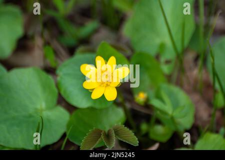 Yellow Lesser celandine, Ficaria verna spring flower macro, nature blossom on green blurred background Stock Photo