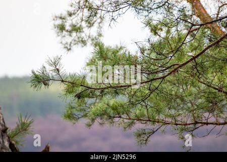 Green pine tree branch on gray sky. Spring evergreen in wild forest with blurred background Stock Photo