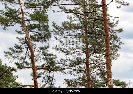 Green tall pine trees on gray cloudy sky background. Natural spring evergreen branches view Stock Photo