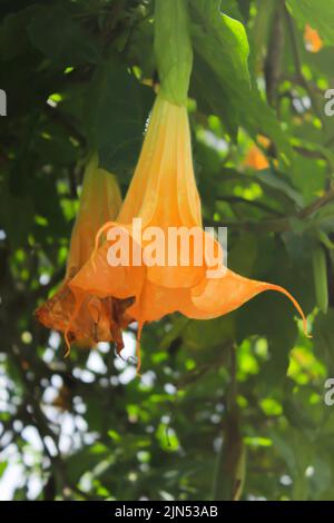 yellow Brugmansia or bunga terompet, angel's trumpet or Datura flower blossom in a garden Stock Photo