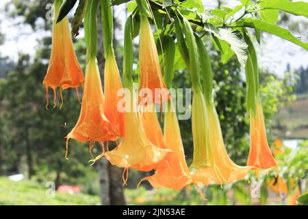 yellow Brugmansia or bunga terompet, angel's trumpet or Datura flower blossom in a garden Stock Photo