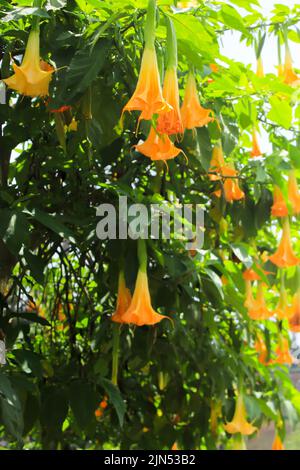 yellow Brugmansia or bunga terompet, angel's trumpet or Datura flower blossom in a garden Stock Photo