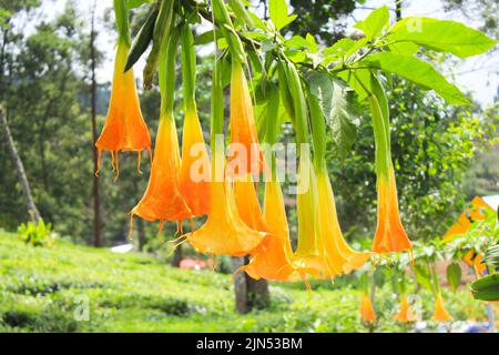 yellow Brugmansia or bunga terompet, angel's trumpet or Datura flower blossom in a garden Stock Photo