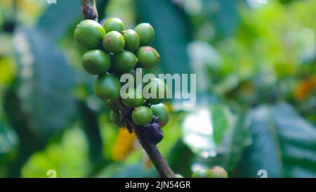 'fresh coffee beans on a tree. green coffee beans' Stock Photo