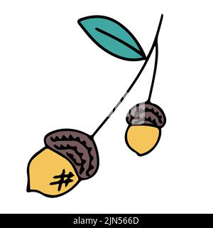 Oak cone in doodle style. Hello, Autumn. Oak fruits or seeds. Design or sticker. Isolated illustration. Vector Stock Vector