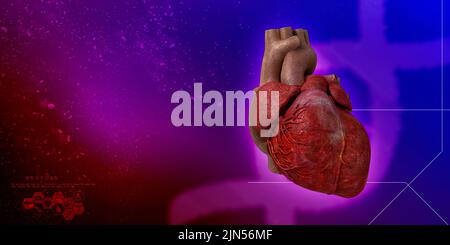 3d illustration  Anatomy of Human Heart Stock Photo