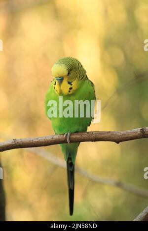 A budgerigar perched on a tree twig against blurry background Stock Photo