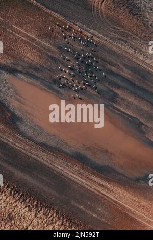 Flock of common crane (Grus grus) birds resting near the pond during springtime migration, aerial shot top down. Herons are apex predators in aquatic Stock Photo