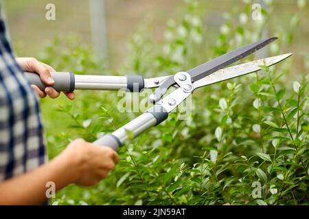woman with pruner cutting branches at garden Stock Photo