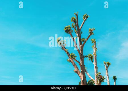 Tree topping, small branches with green leaves growing at treetop after ...