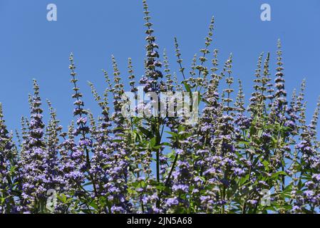 Moenchspfeffer, Vitex agnus ist eine wichtige Heilpflanze und wird auch in der Medizin verwendet. Moenchspfeffer, Vitex agnus is an important medicina Stock Photo