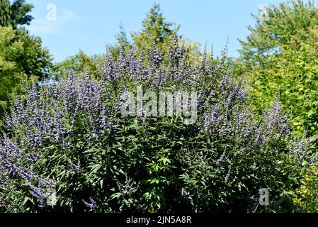 Moenchspfeffer, Vitex agnus ist eine wichtige Heilpflanze und wird auch in der Medizin verwendet. Moenchspfeffer, Vitex agnus is an important medicina Stock Photo