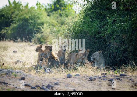 Lion pride (Panthera leo) sits resting in the shade of a bush. Chobe National Park, Botswana, Africa Stock Photo