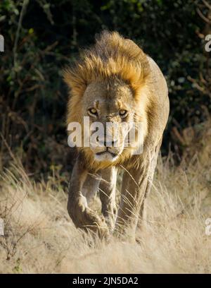 Lion (Panthera leo) portrait walks towards camera. Blurred background. Chobe National Park, Botswana, Africa Stock Photo