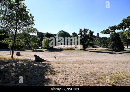 Hove , Brighton UK 9th August 2022 -  Parched burnt grass in Queens Park Brighton on another dry hot sunny day as some Water Companies are imposing hosepipe bans in parts of Britain this week : Credit Simon Dack / Alamy Live News Stock Photo