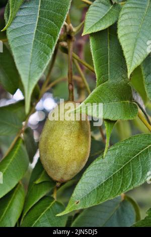 Juglans cinerea, butternut Stock Photo