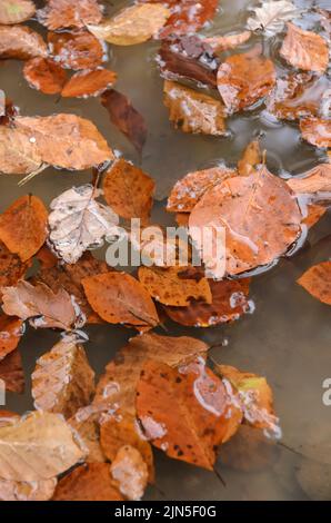 Brown leaves of the Common beech (Fagus sylvatica) in a puddle of water in a forest during autumn in Germany Stock Photo