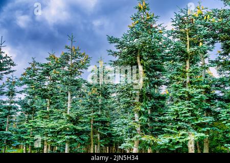Pinetrees in a small plantation on Funen, Denmark Stock Photo