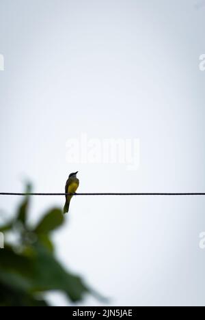 A vertical shot of a tropical kingbird perched on a cord. Tyrannus melancholicus. Stock Photo