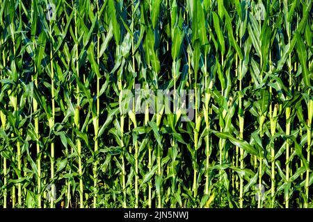 Green corn stalks background. Green corn field in the summer. Stock Photo