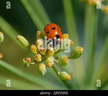 Ladybird on fennel Stock Photo