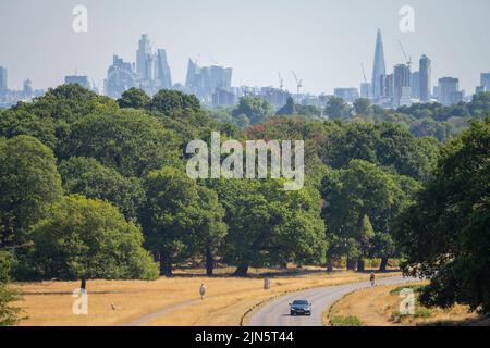 Richmond Park, London, UK. 9 August 2022. City of London skyscrapers shimmer in a heat haze as traffic in Richmond Park passes parched grassland and temperatures due to rise again with a heat-health alert for England. Credit: Malcolm Park/Alamy Live News Stock Photo