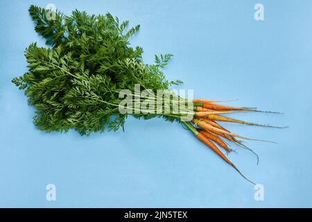 Bunch of first fresh carrots with tops on blue background. Stock Photo