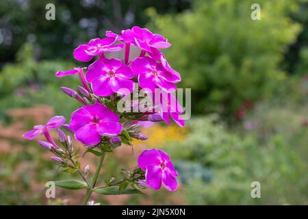 Phlox paniculata Pink Flame flowers in summer garden. Close-up Stock Photo