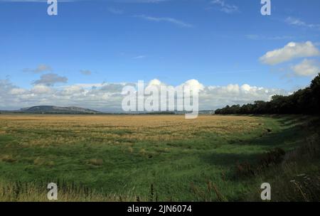 Salt marsh looking toward Milnthorpe Sands from near Carr Bank Arnside Cumbria England Stock Photo