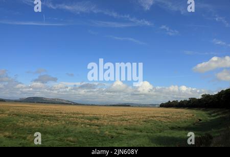 Salt marsh looking toward Milnthorpe Sands from near Carr Bank Arnside Cumbria England Stock Photo