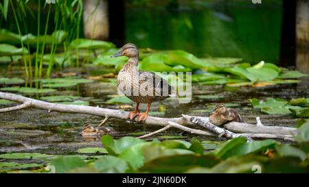 A wild duck with its ducklings in a swamp Stock Photo