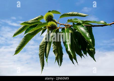 Castanea sativa, the sweet chestnut, Spanish chestnut or just chestnut Stock Photo