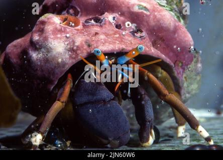 Blue-eyed hermit crab (Calcinus laevimanus) from the Philippines. Stock Photo